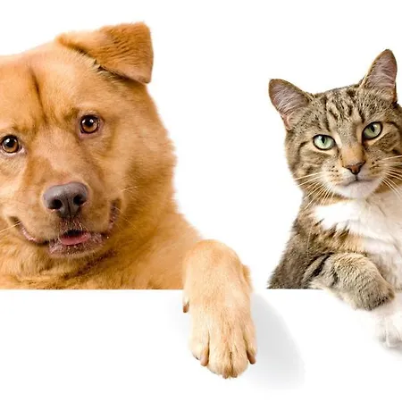 Rural Castillo De 3* Biar